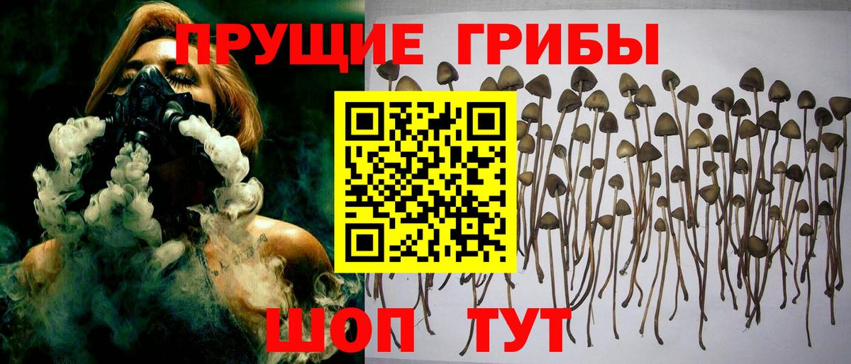 Санкт-Петербург  Псилоцибиновые грибы GOLDEN TEACHER  Псилоцибиновые грибы Psilocybe  Вход с VPN 